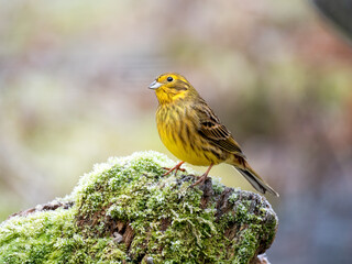 Goldammer (Emberiza citrinella)
