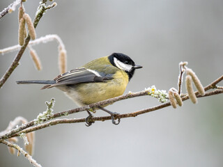 Kohlmeise (Parus major)