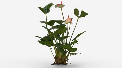 anthurium plant on white background