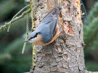 Kleiber (Sitta europaea)