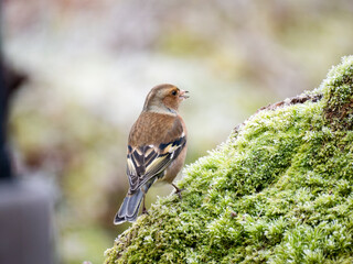 Buchfink (Fringilla coelebs)