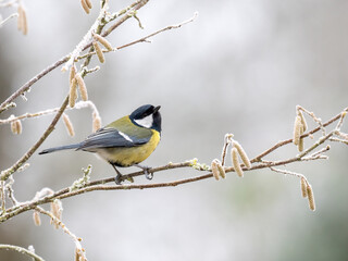 Kohlmeise (Parus major)