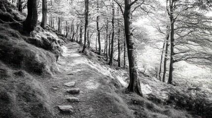 Monochrome forest path descending a hillside, lined with slender trees and mossy banks.