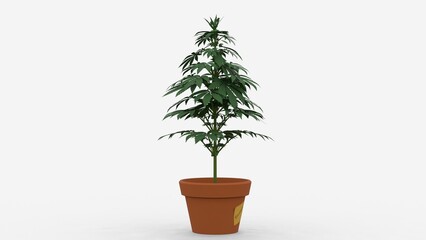 cannabis sativa on white background