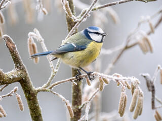 Blaumeise (Cyanistes caeruleu)