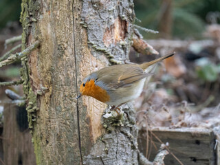Rotkehlchen (Erithacus rubecula)