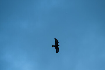 Large hawk looking for food over a field.