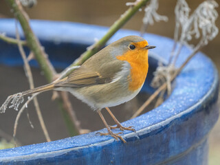 Rotkehlchen (Erithacus rubecula)  