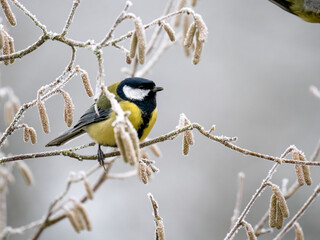 Kohlmeise (Parus major)