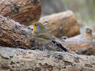 Rotkehlchen (Erithacus rubecula)