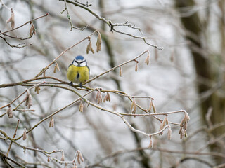 Blaumeise (Cyanistes caeruleu)