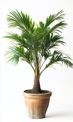 Obraz premium Kentia Palm Tree house plant isolated on white background