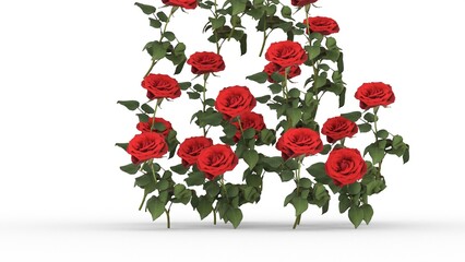 red rose flower on white background