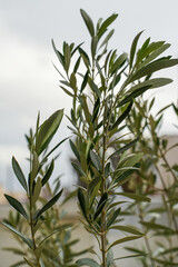 Olive tree leaves Greek olives
