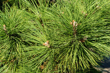 Very beautiful long green needles Crimean fluffy pine (Pinus pallasiana or Pinus Nigra Pallasiana) in Novorossiysk. Close-up