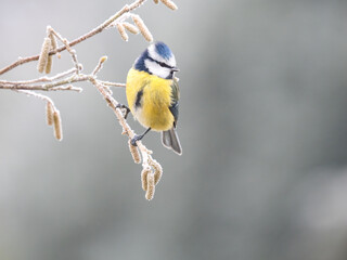 Blaumeise (Cyanistes caeruleu)