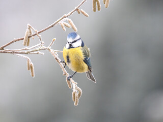 Blaumeise (Cyanistes caeruleu)