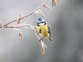 Blaumeise (Cyanistes caeruleu)