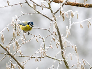 Naklejka premium Blaumeise (Cyanistes caeruleu)