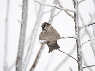 Haussperling (Passer domesticus)