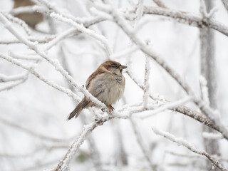 Haussperling (Passer domesticus)