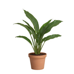 a plant in a brown pot on a transparent background, PNG image, PNG file, Generative art.