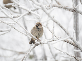 Haussperling (Passer domesticus)