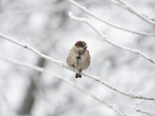 Haussperling (Passer domesticus)