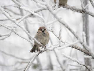 Haussperling (Passer domesticus)