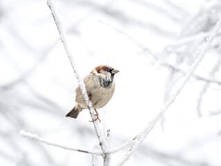 Haussperling (Passer domesticus)