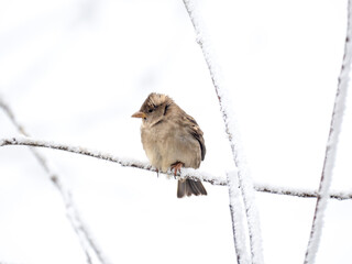 Haussperling (Passer domesticus)