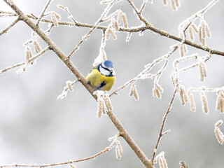 Kohlmeise (Parus major)