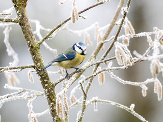 Kohlmeise (Parus major)