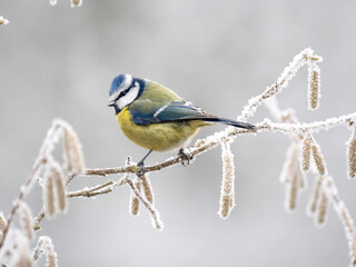 Kohlmeise (Parus major)