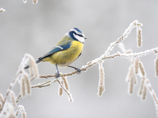 Kohlmeise (Parus major)