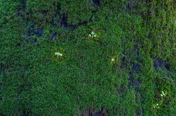 Fototapeta premium Close-up of a vibrant green moss-covered surface decorated with delicate light green plants. Sierra de Aracena, Spain. This tranquil scene showcases the diversity of plant life.
