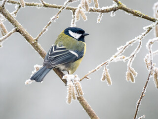 Kohlmeise (Parus major)