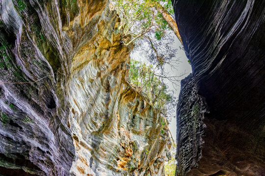 Crack at the top of the cave overlooking the forest vegetation