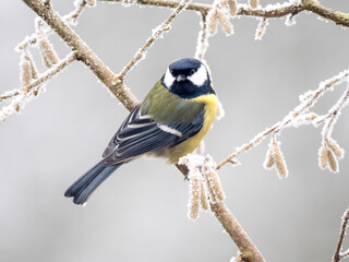 Fototapeta premium Kohlmeise (Parus major)