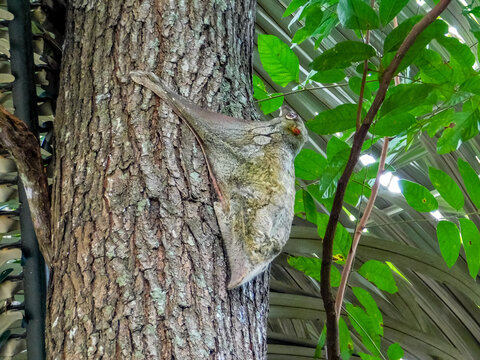 Colugo, a camouflaged colugo resting on a tree branch surrounded by dense foliage in a dark forest environment.