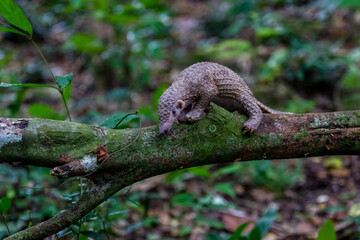 pangolin with a baby climbing the tree. The species is also known as the white-bellied pangolin or three-cusped pangolin. 