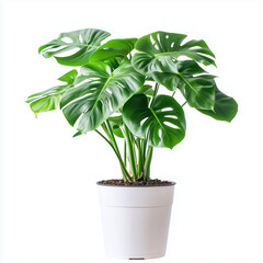 Potted monstera house plant isolated on transparent background