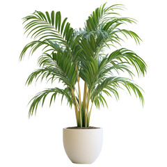 Obraz premium lush green palm plant in modern white pot, adding vibrant touch to any space. Perfect for home or office decor, it brings refreshing natural element indoors