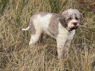 Portrait eines Lagotto Romagnolo Hundes