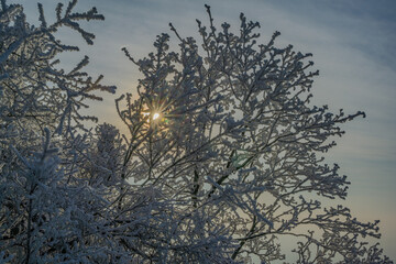 Ein sonniger Neujahrstag auf dem Bogenberg