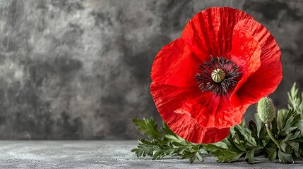 Vivid Red Poppy Flower Against Dark Grey Background