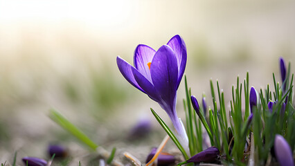 spring crocus flowers