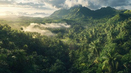Aerial view of a dense tropical rainforest in the morning with fog and clouds on the mountain top, on a sunny day. Aerial photograph from a drone. High-resolution photography.