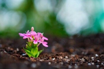 Close up of Pink flower and leaves in earth on blur background