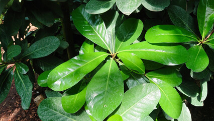 Bright green leaves with natural sunlight